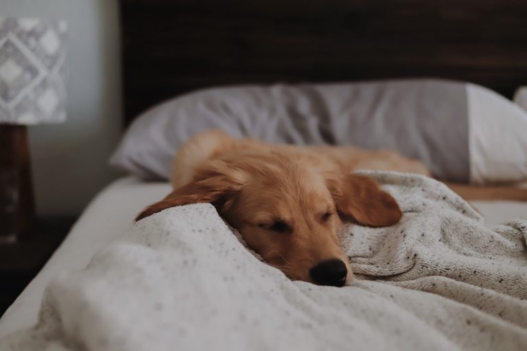 petit chiot qui dort dans un lit