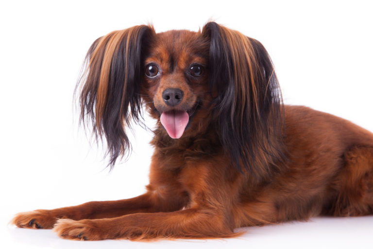 chien russkiy toy
