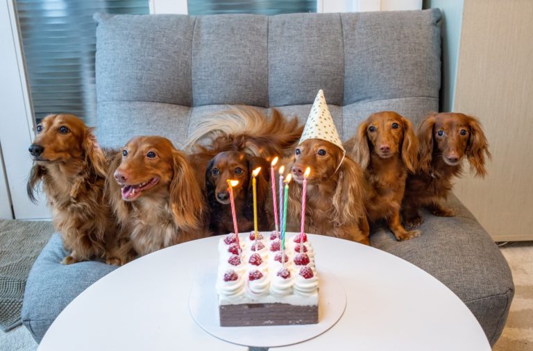 chiens autour d'un gâteau d'anniversaire