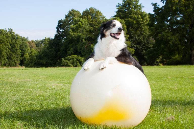 chien avec gros ballon