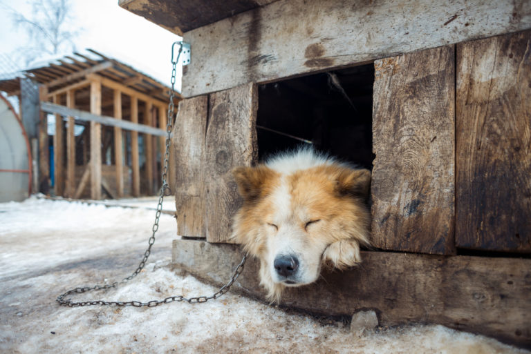 Chien qui dort dans sa niche