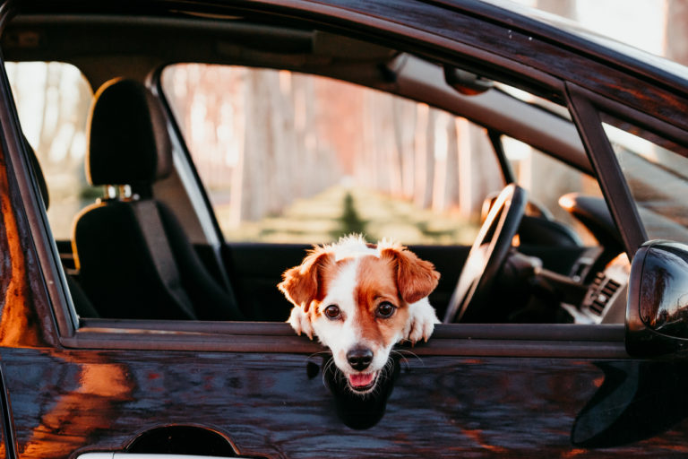 Petit chien à la fenêtre d'une voiture
