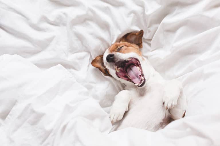 Chien qui baille allongé dans un lit