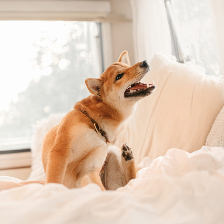 Chien qui se gratte