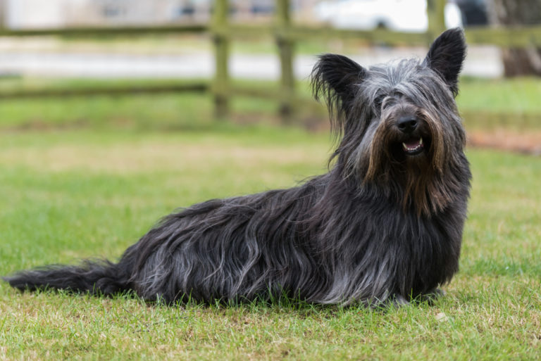 Chien Skye Terrier noir