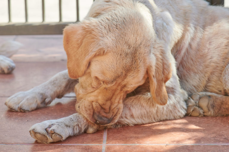 Chien qui se mord la patte avant