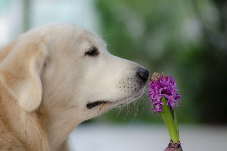 Chien qui sent une jacinthe