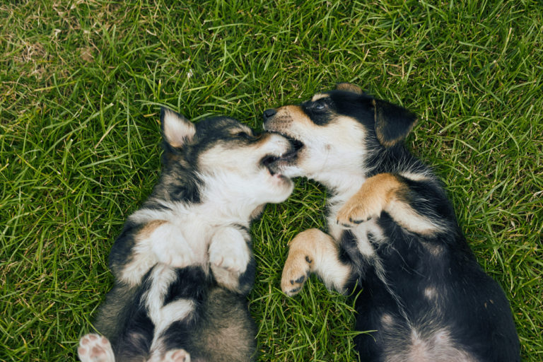 Deux chiots qui jouent et se mordillent