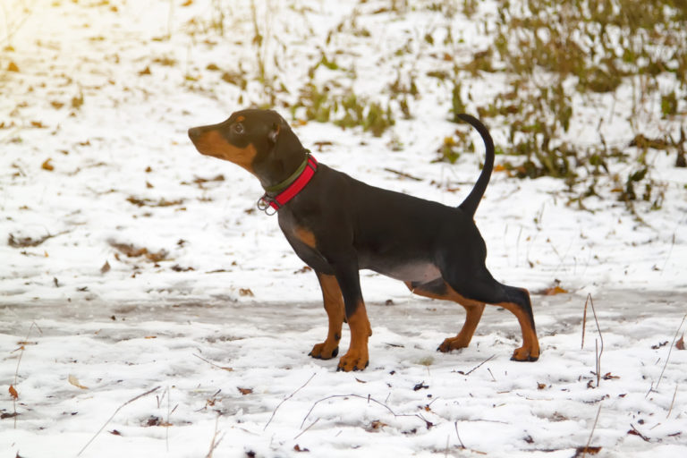 Chien qui fait pipi dans la neige