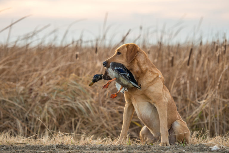 chien avec un oiseau dans la gueule