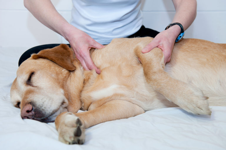 chien en train de se faire masser
