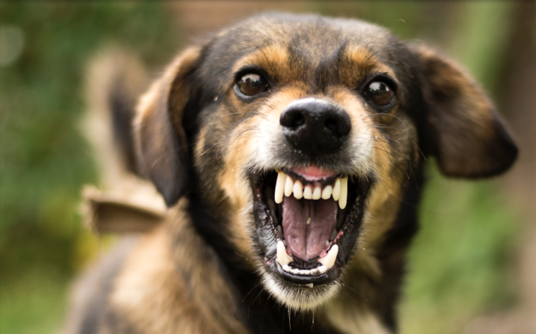 chien agressif qui montre les dents