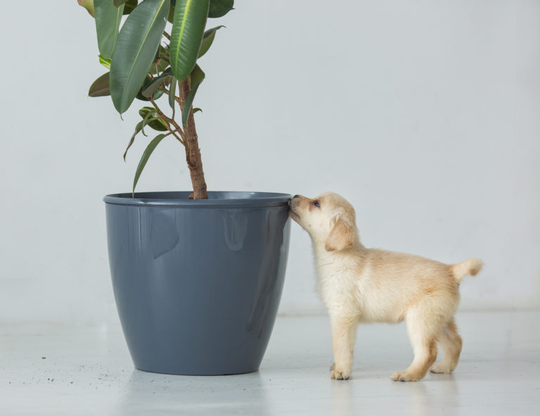 petit chiot en train de renifler le pot d'une plante