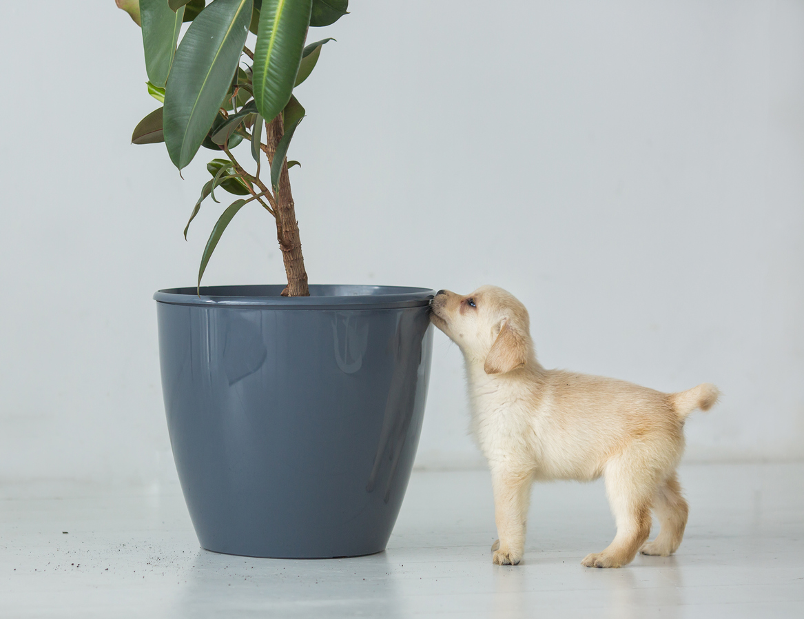 petit chiot en train de renifler le pot d'une plante