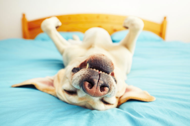 Chien qui dort sur le dos sur le lit