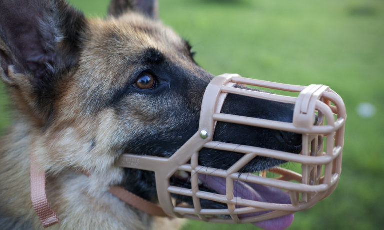 Chien avec museliere