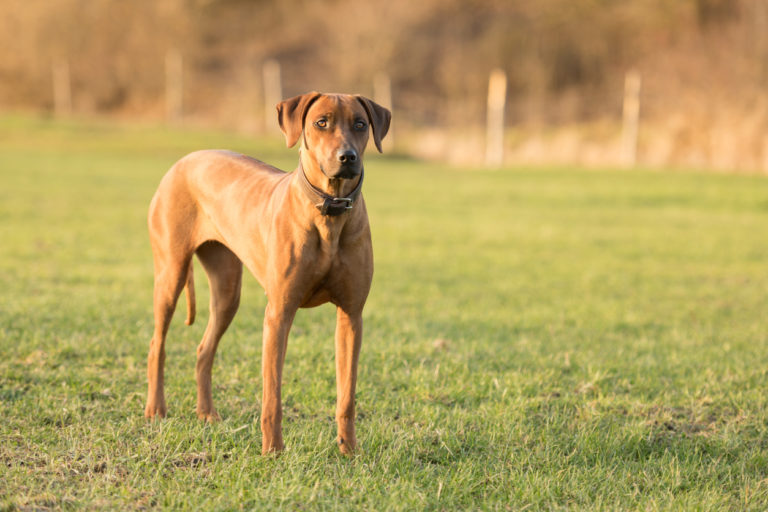 Rhodesian Ridgeback debout dans un pré