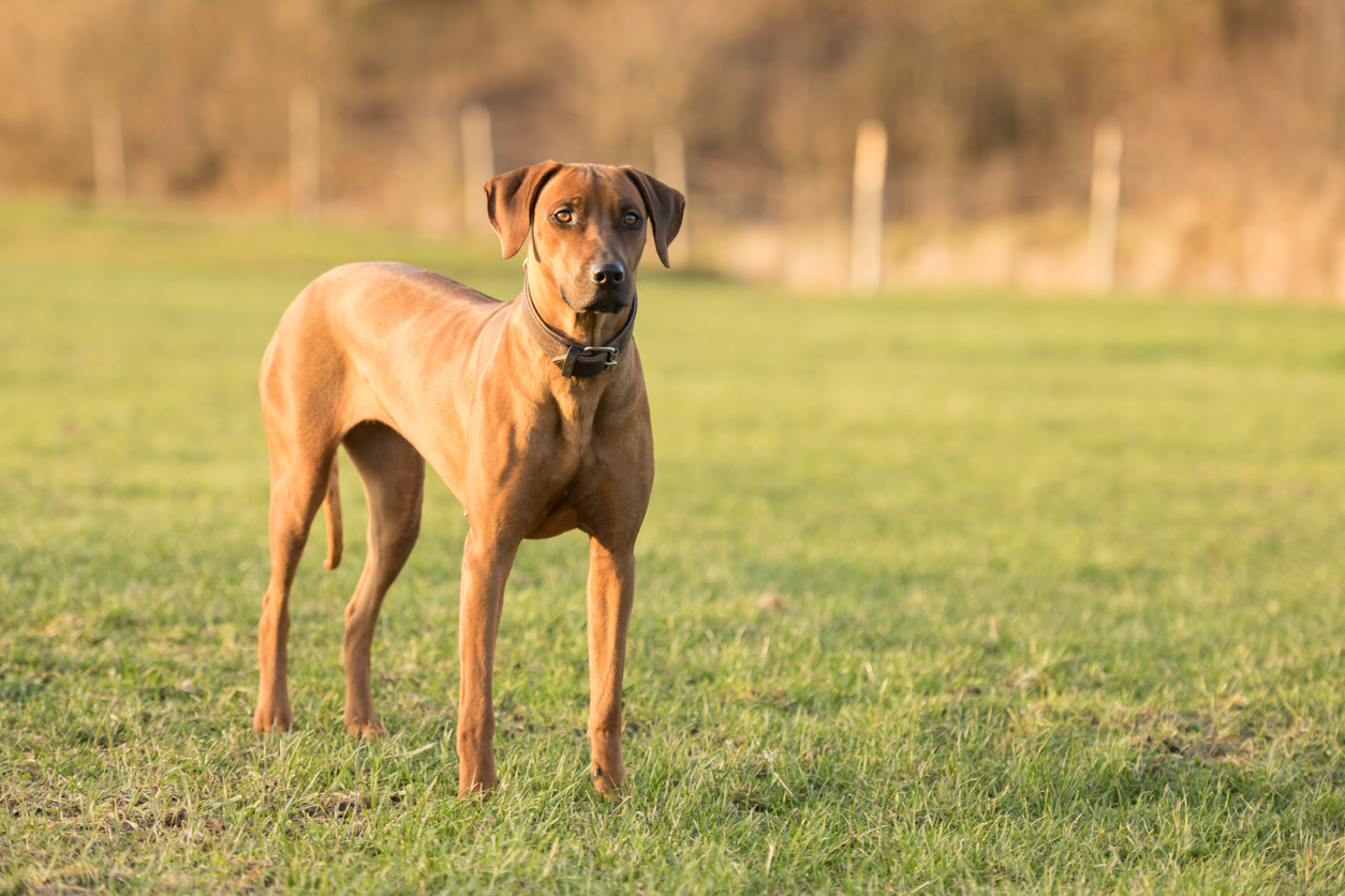 Rhodesian Ridgeback debout dans un pré
