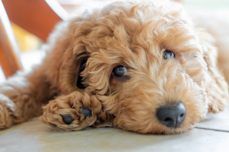 Petit chien beige frisé qui boude