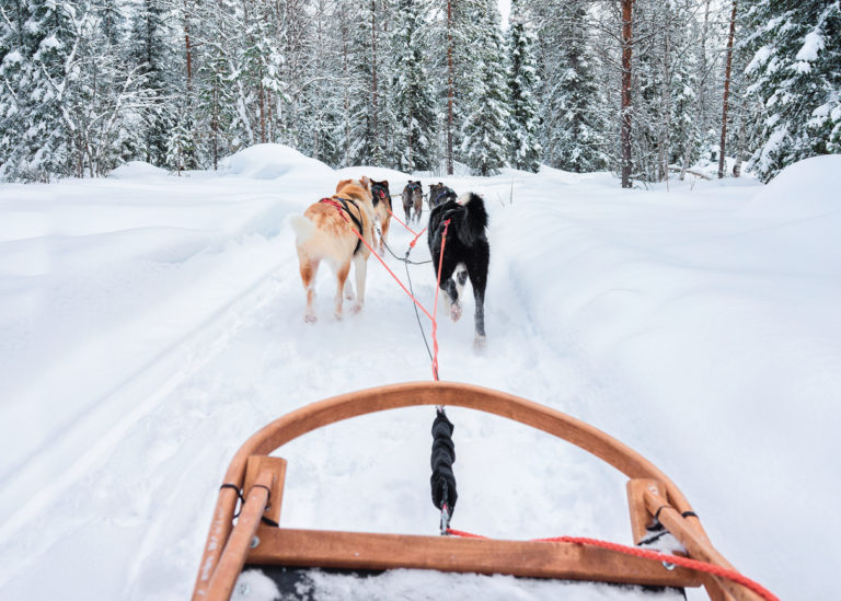 Chiens de traineaux qui tractent dans la neige