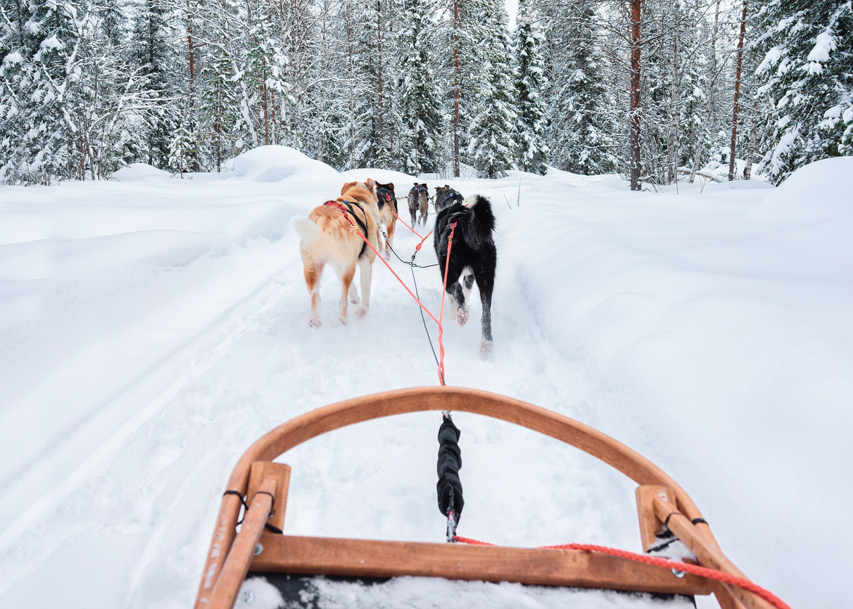 Chiens de traineaux qui tractent dans la neige