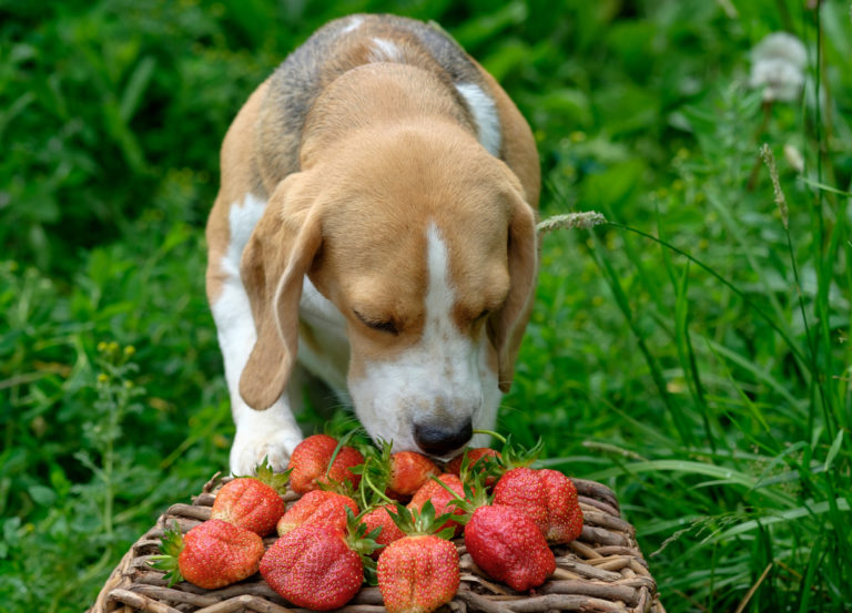 Chien reniflant des fraises