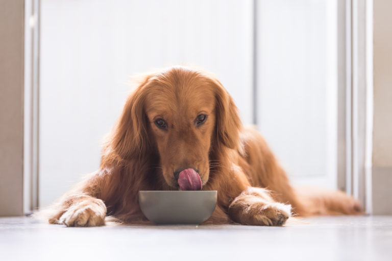 Chien qui se lèche les babines devant sa gamelle