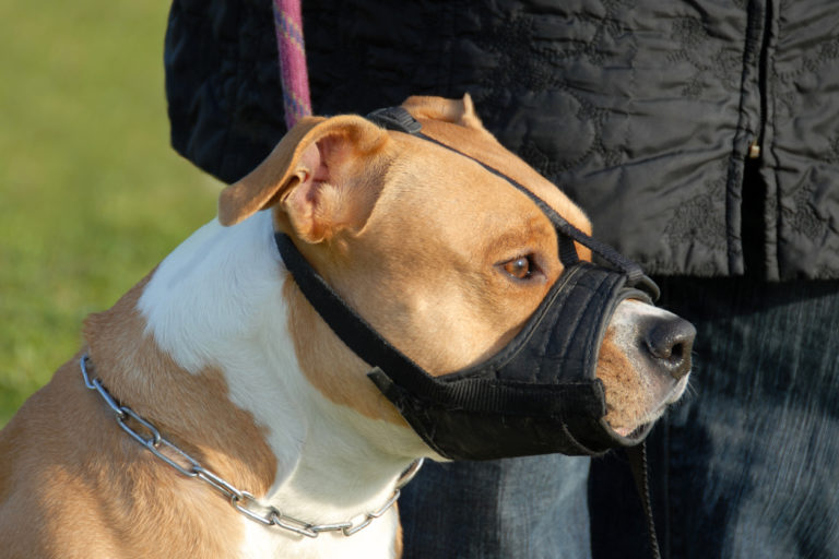 Chien possédant une museliere