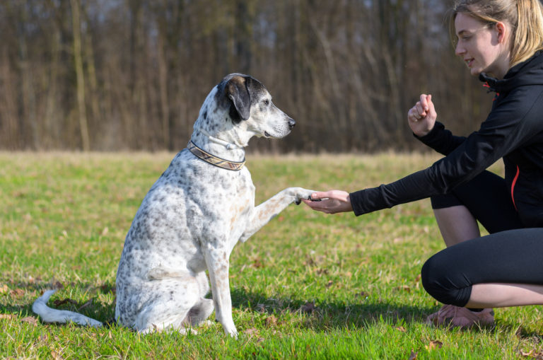 chien qui donne la patte