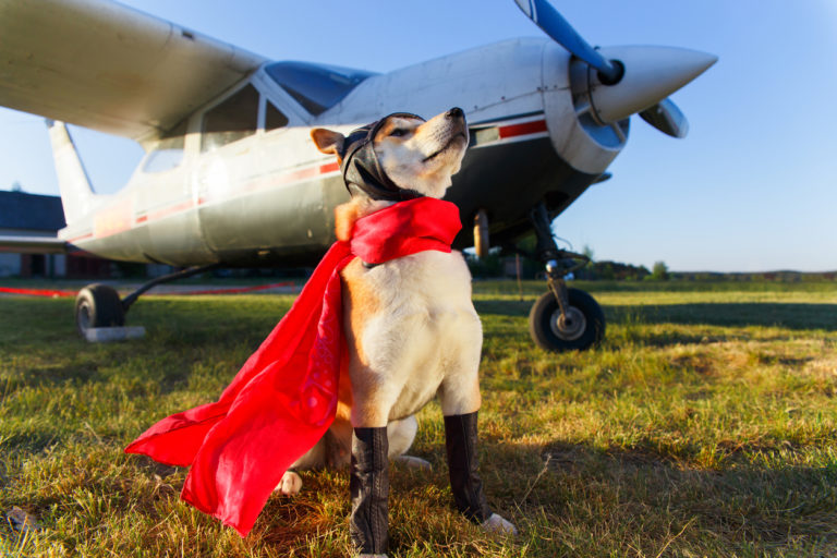 chien avec une cape