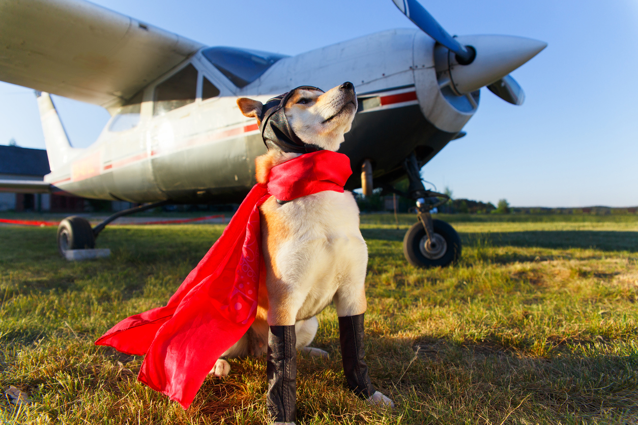 chien avec une cape