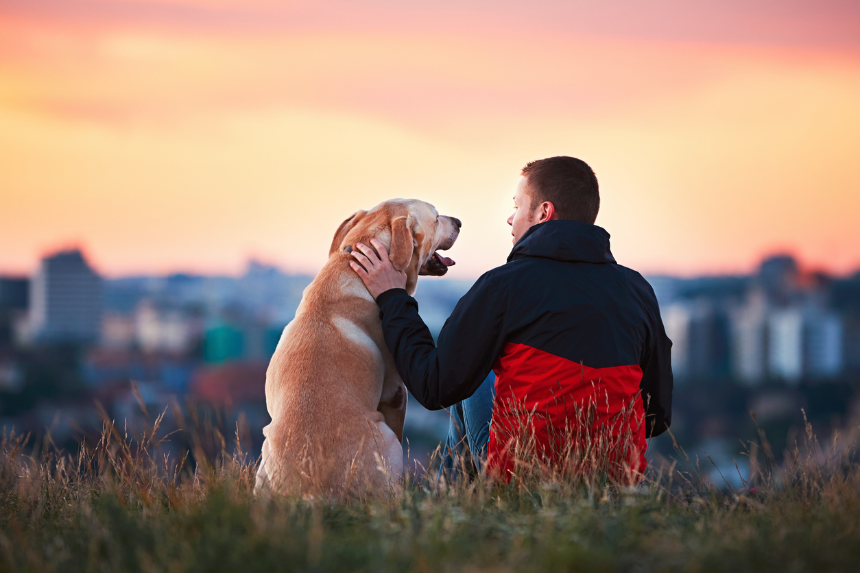 chien avec son maitre qui regarde la ville au loin