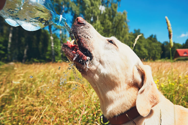 Chien qui boit à la bouteille