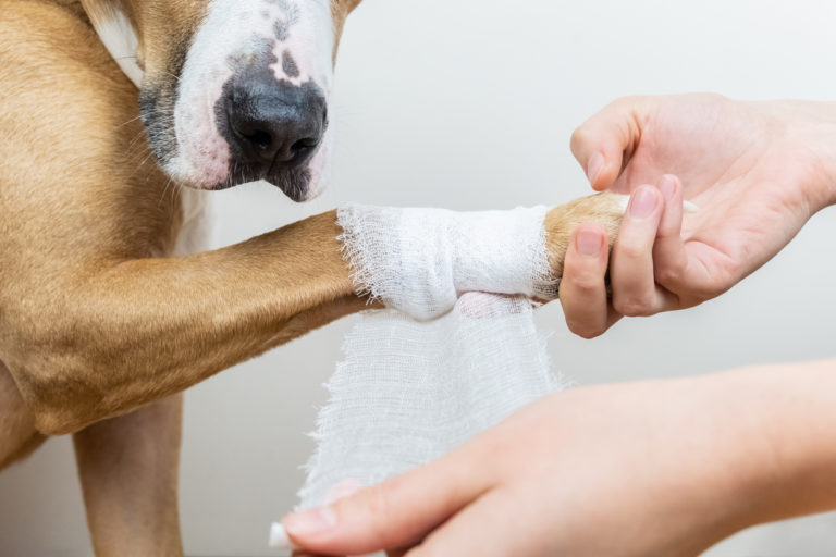 Bandage sur patte d'un chien