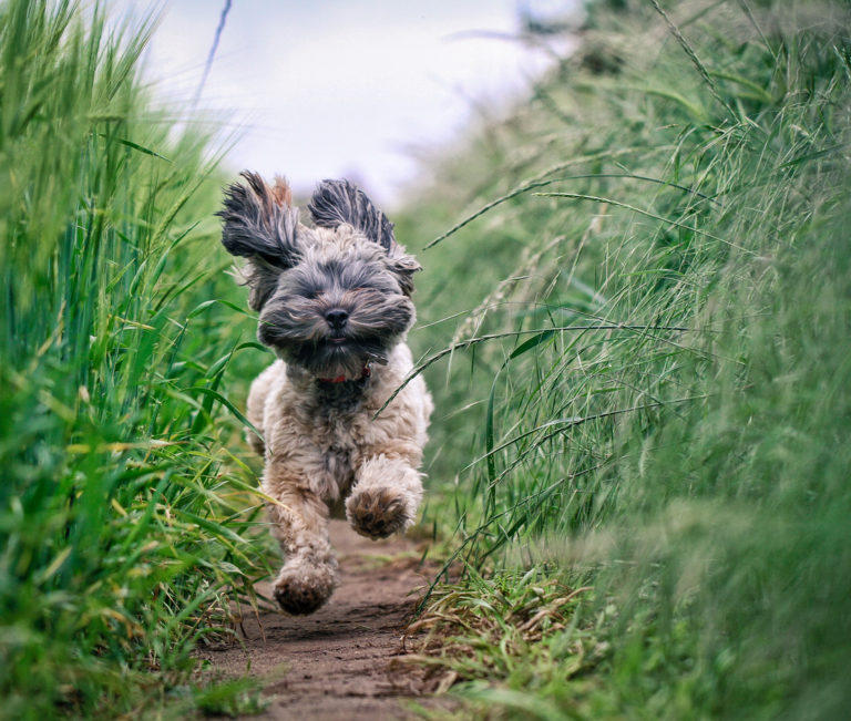 Chien qui court dans un champs