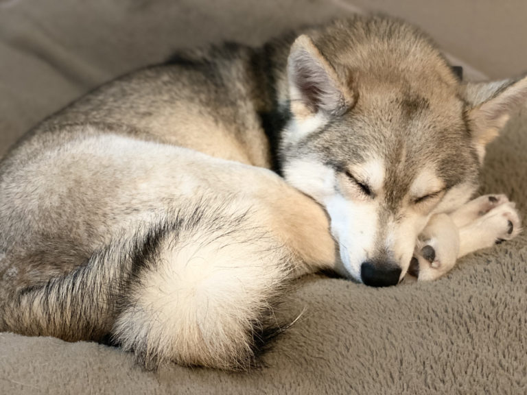 Alaskan Klee Kai dormant en boule