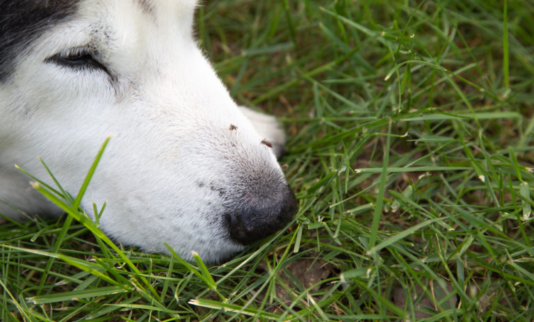 Museau de chien avec des moustiques