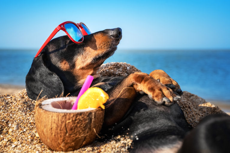 Chien drôle allongé sur la plage avec des lunettes de soleil et un cocktail
