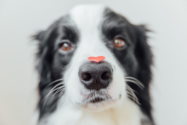 chien avec un coeur sur la truffe