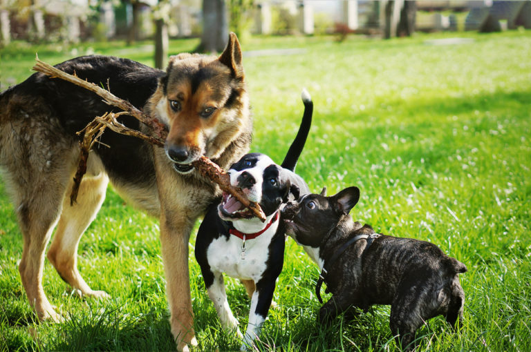 trois chiens qui jouent ensemble