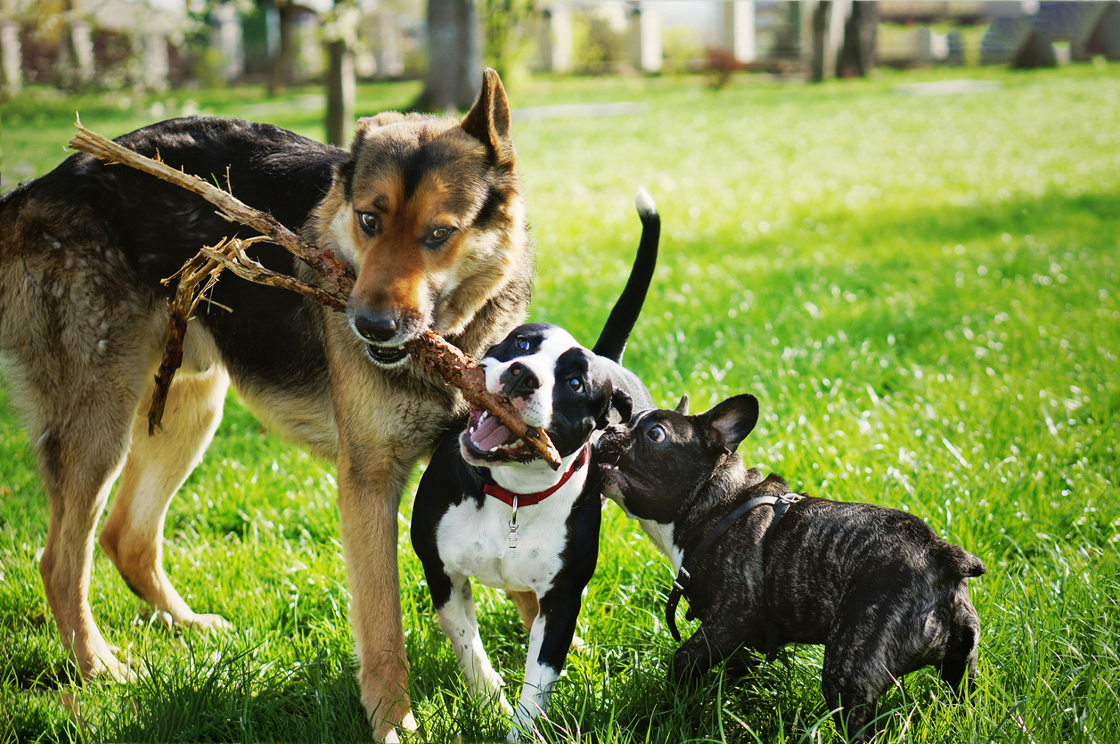 trois chiens qui jouent ensemble