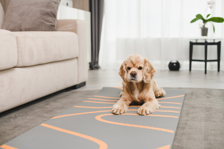 chien allongé sur un tapis