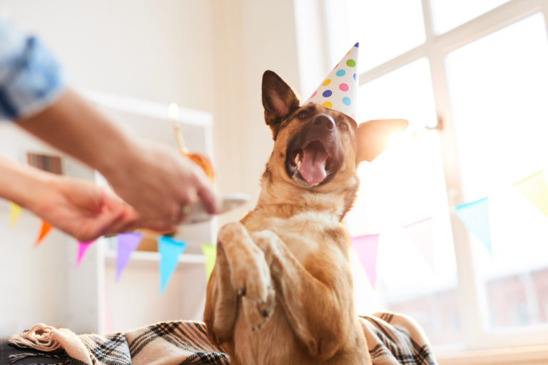 chien qui fête son anniversaire