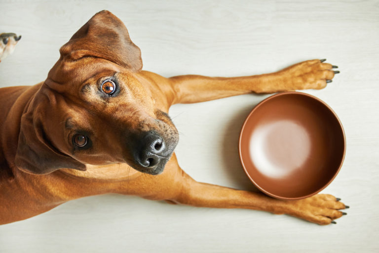 chien avec sa gamelle