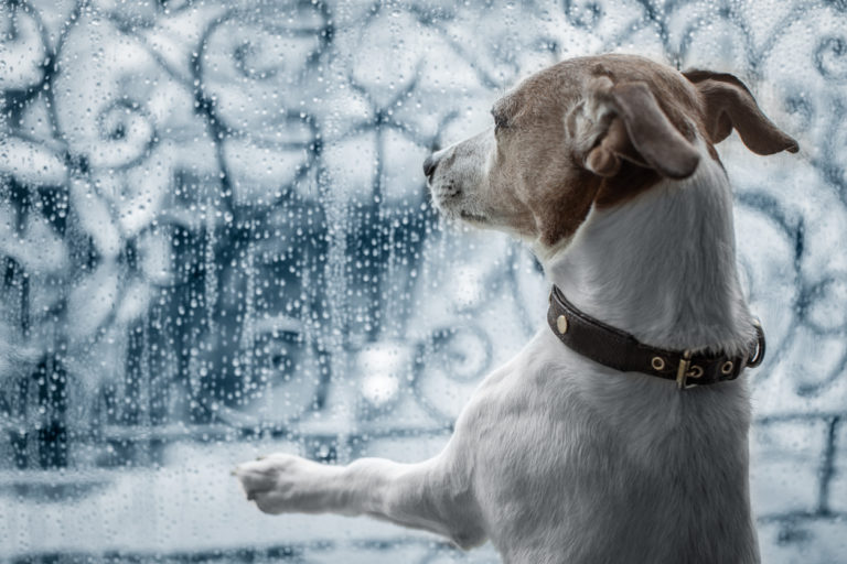 chien Jack Russel qui regarde la pluie par la fenêtre