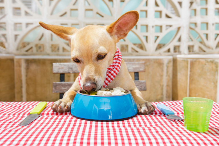 chien en train de manger à table au restaurant