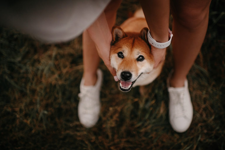 Shiba se faisant tenir la tête par son maître