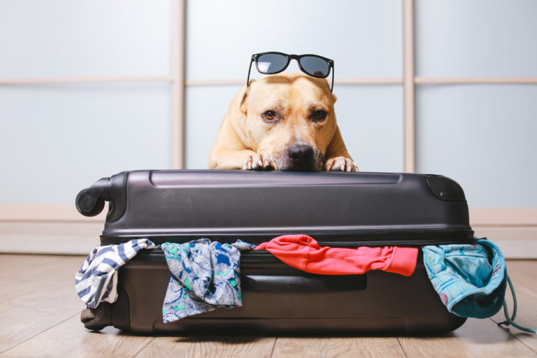 Chien couché sur une valise avec des lunettes de soleil