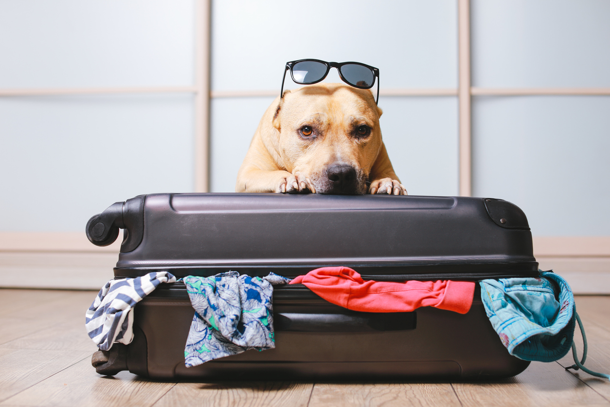 Chien couché sur une valise avec des lunettes de soleil