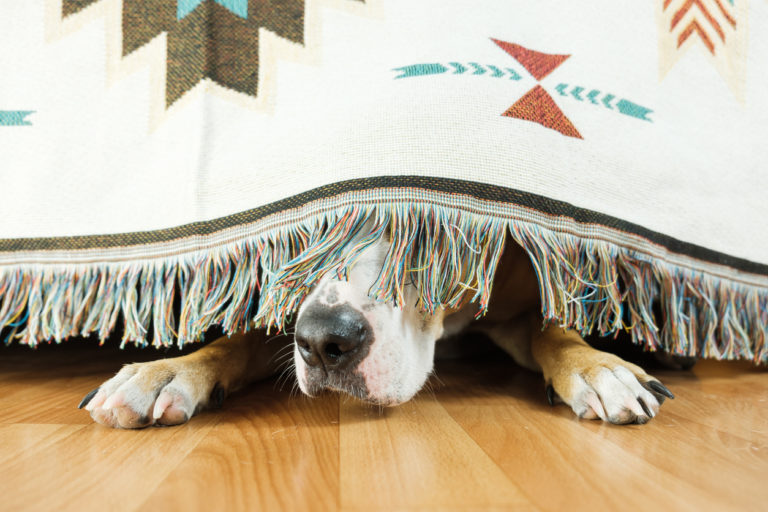 Chien effrayé qui se cache sous un lit